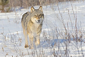 Female grey wolf