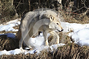 Female grey wolf
