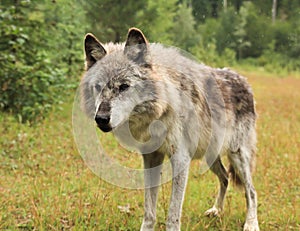 Female grey wolf
