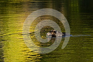 A female grizzly bear Ursus arctos horribilis is swimming in the Atnarko River searching for salmon