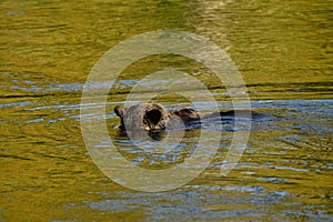 A female grizzly bear Ursus arctos horribilis is swimming in the Atnarko River searching for salmon