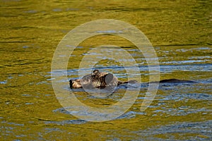 A female grizzly bear Ursus arctos horribilis is swimming in the Atnarko River searching for salmon