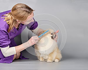 A female groomer combs a pedigreed Pomeranian pomeranian after a haircut on gray combs