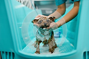 Female groomer foaming little dog, grooming salon