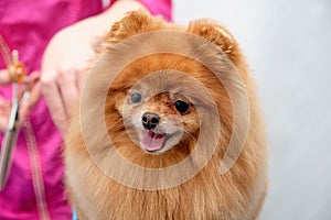 female groomer haircut Pomeranian dog on the table. process of final shearing of a dog's hair with scissors.