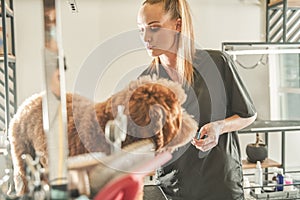 Female groomer standing near the labradoodle dog
