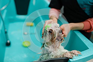 Female groomer washes cute dog, grooming salon