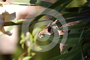 Female grosbeak