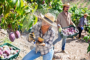 Female grower measuring sugar content of mango during harvest