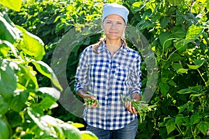Female grower with ripe pods of green beans on vegetable garden
