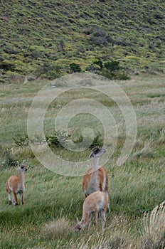 Female guanaco Lama guanicoe with its cubs.