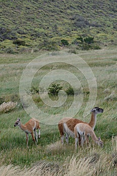 Female guanaco Lama guanicoe with its cubs.