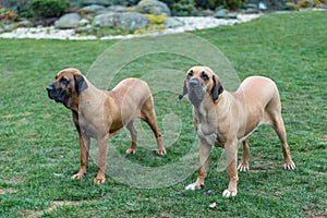 Female of guardian dog Fila Brasileiro, Brazilian Mastiff