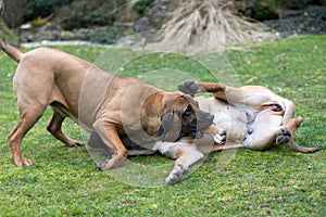 Female of guardian dog Fila Brasileiro, Brazilian Mastiff