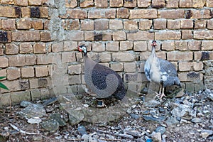 Female guinea fowl hen with their keats