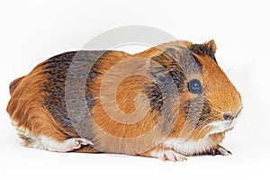 Female guinea pig isolated over white background photo