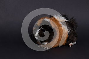 Female guinea pig, sitting, view in profile, on black background.