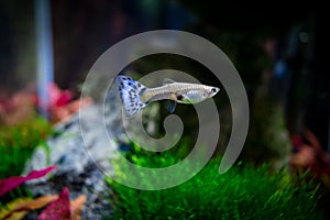 Female guppy in a plant aquarium