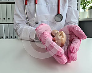 Female gynecologist holds in hands anatomical model of study model of child in womb