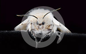 A Female Gypsy Moth