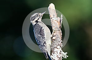 A female Hairy woodpecker ` Leuconotopicus villosus ` photo