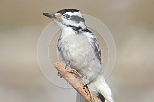 Female Hairy Woodpecker Picoides villosus