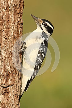 Female Hairy Woodpecker (Picoides villosus) photo