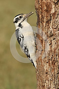 Female Hairy Woodpecker (Picoides villosus) photo