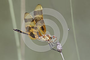 Female Halloween Pennant photo