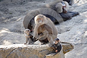 Female Hamadryas Baboon, Papio hamadryas, with two cubs, in the background male
