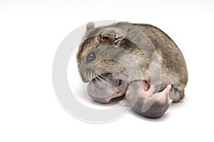 Female hamster breastfeeding her new baby born