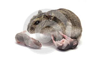 Female hamster with his new baby born hamsters