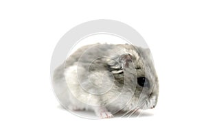 Female hamster on a white background