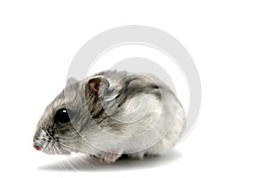 Female hamster on a white background