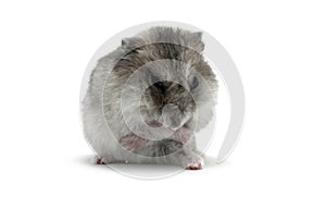 Female hamster on a white background