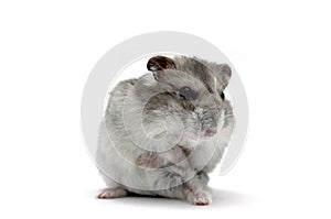 Female hamster on a white background