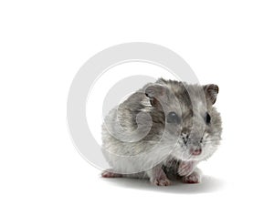 Female hamster on a white background