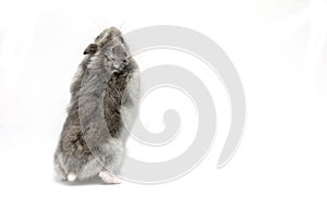 Female hamster on a white background