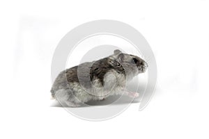 Female hamster on a white background