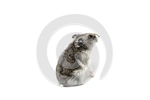 Female hamster on a white background