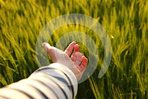 Female hand against grass. Girl runs her hand over the tall grass and touches. Walking in the fields in the sunset light