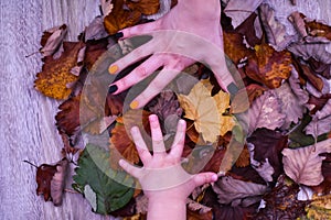 Female hand with beautiful autumn manicure and a children`s hand on a background of colorful autumn leaves. View from