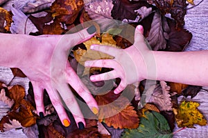 Female hand with beautiful autumn manicure and a children`s hand on a background of colorful autumn leaves. View from