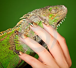 Female hand with beautiful manicure touching a iguana