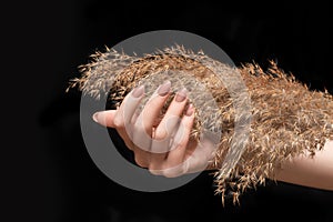 Female hand with beige nail design. Glitter beige nail polish manicure. Woman hand with dry reed flower