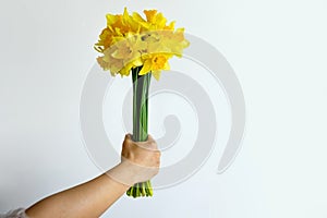 Female Hand With A Bouquet Of The Yellow Narcissuses On White Background.