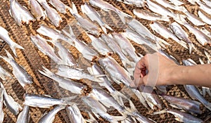 Female hand choosing the dried fish that put on the net for food preservation at the seafood market, Thailand
