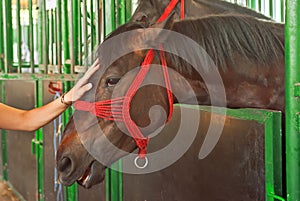 Female hand cuddle beautiful horse