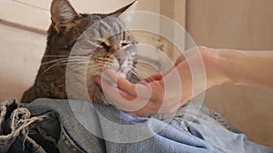 The female hand cuddle a striped cat on denim pants
