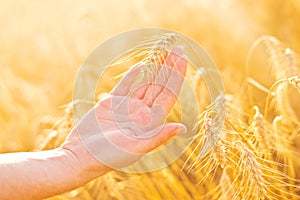 Female hand in cultivated agricultural wheat field.